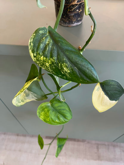 Scindapsus Jade Satin variegata (JP) 1