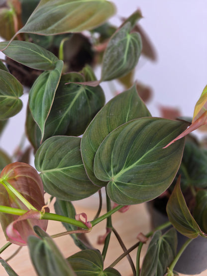 Philodendron scandens micans