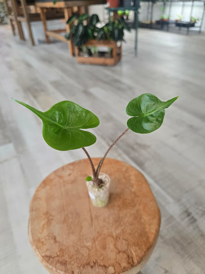 Alocasia Stingray (JP)