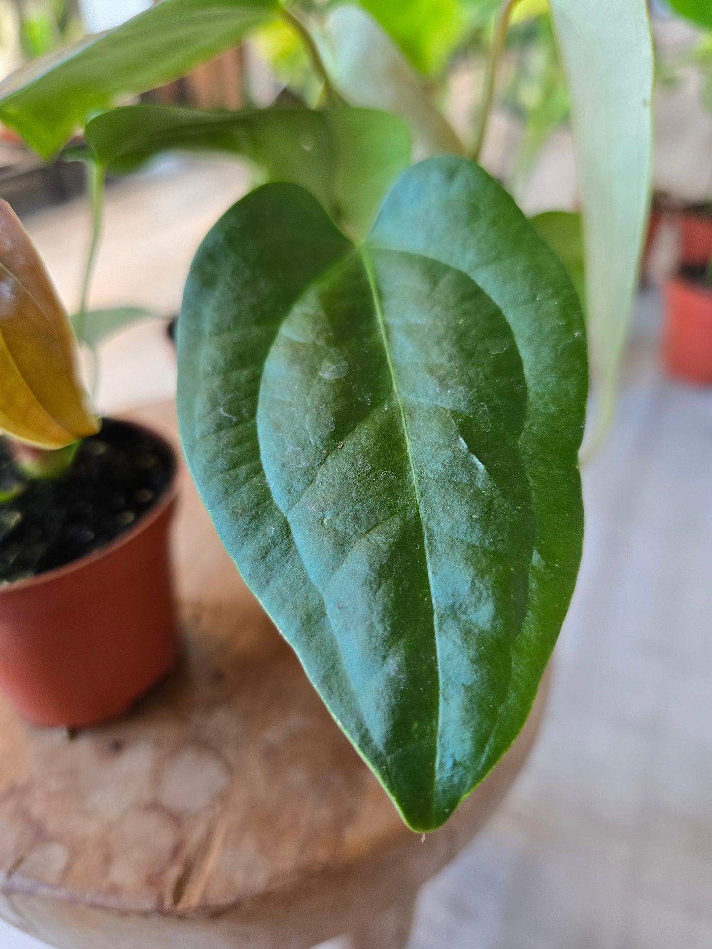 Napo Anthurium