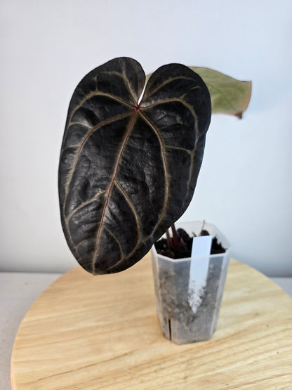 Anthurium Michelle Hot Pink 23 x Red Velvet Cake 24 by DocBlock