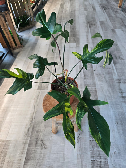 Philodendron Florida Beauty (10)