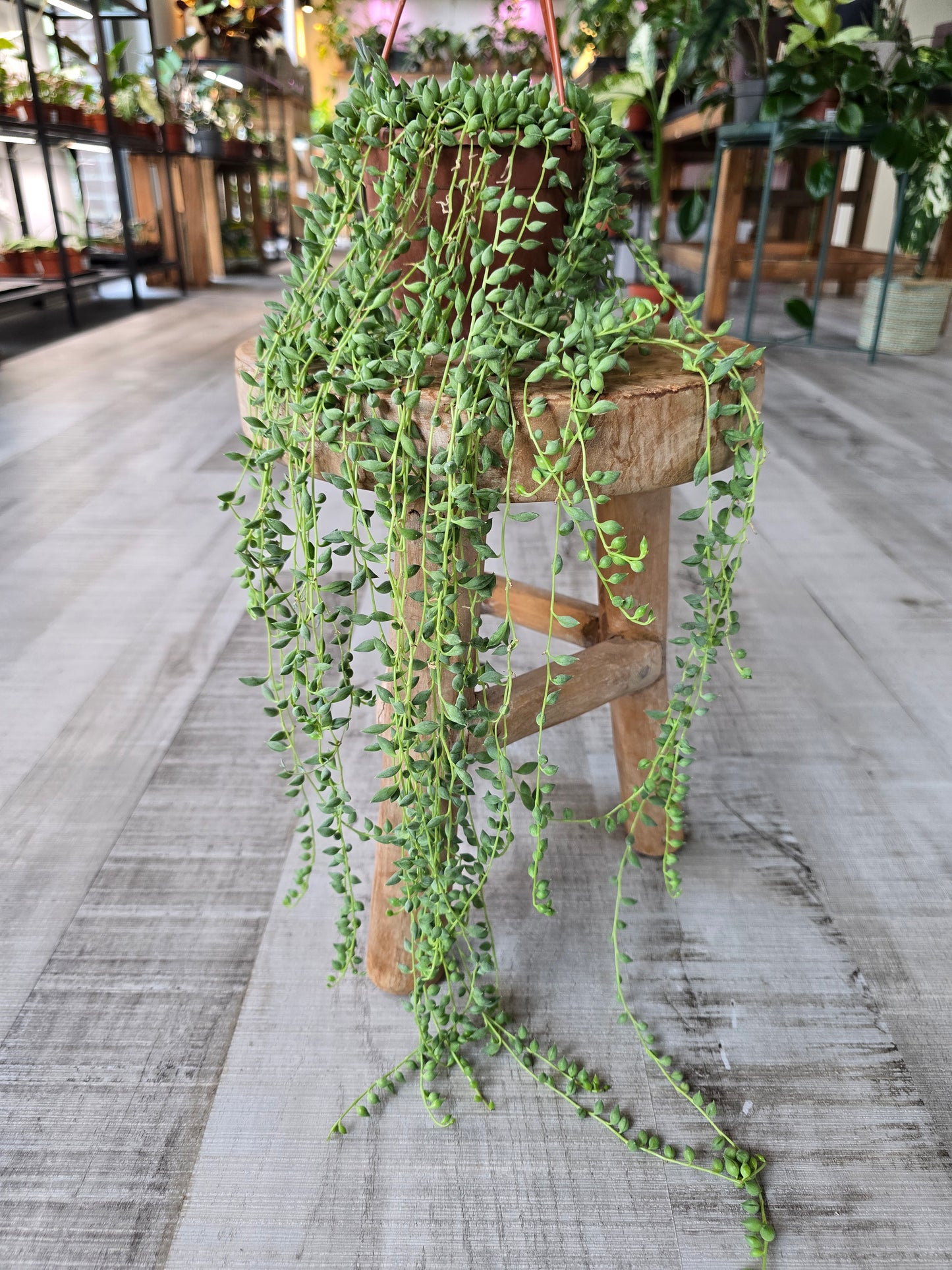 Senecio herreianus - Tränenschnur