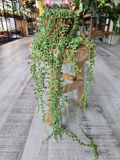 Senecio herreianus - Tränenschnur