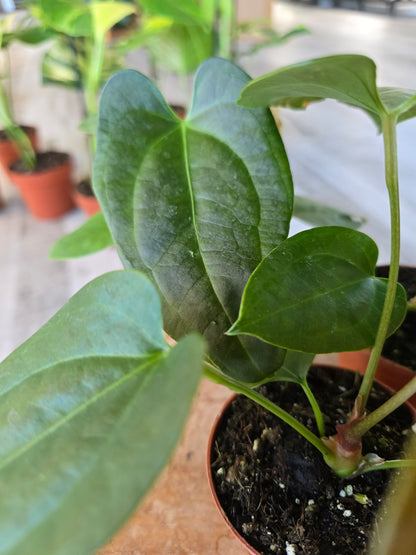 Napo Anthurium