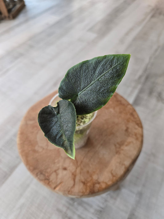 Alocasia Antoro Velvet (JP)