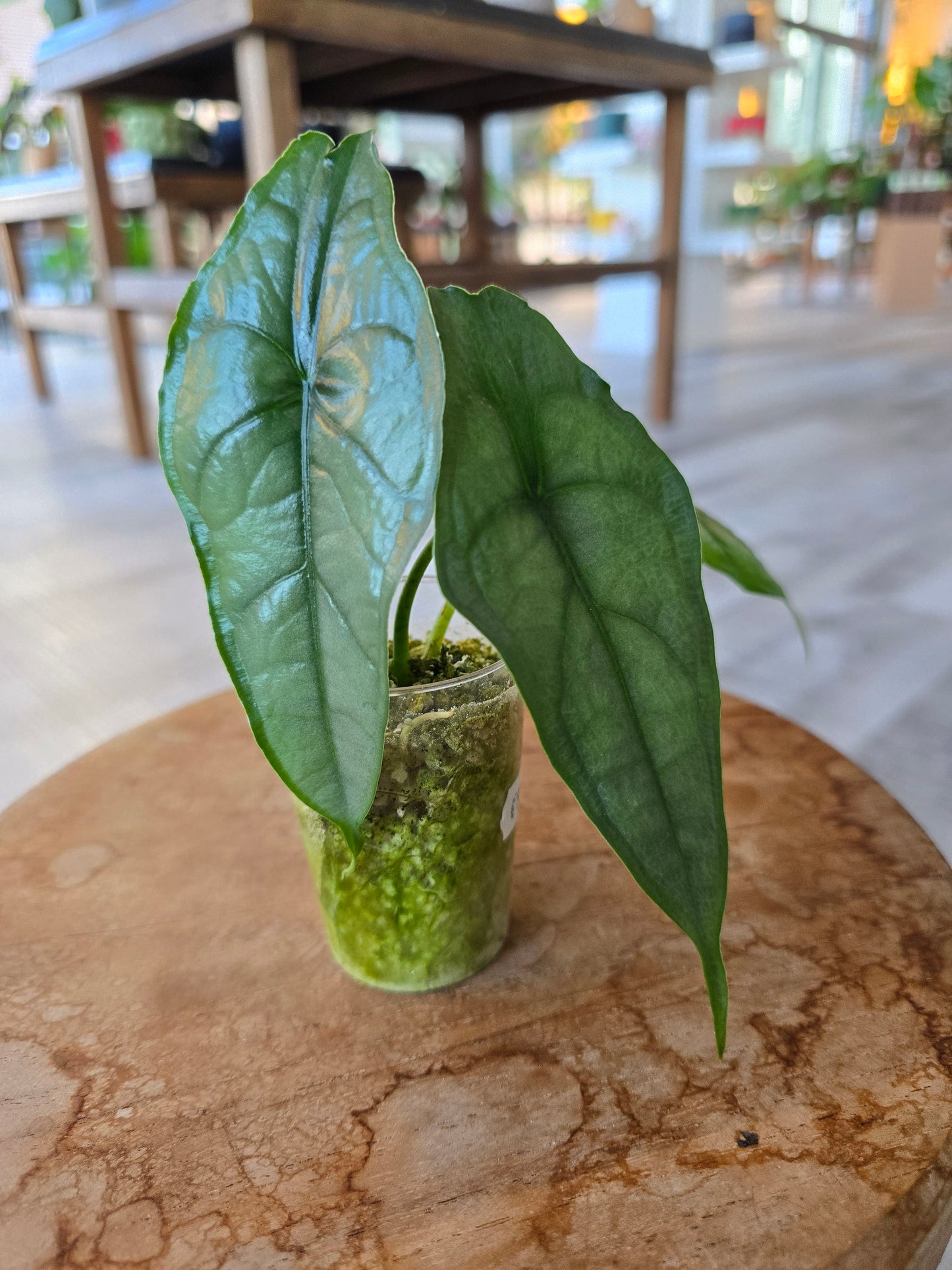Alocasia Heterophylla Dragon's Breath (JP)