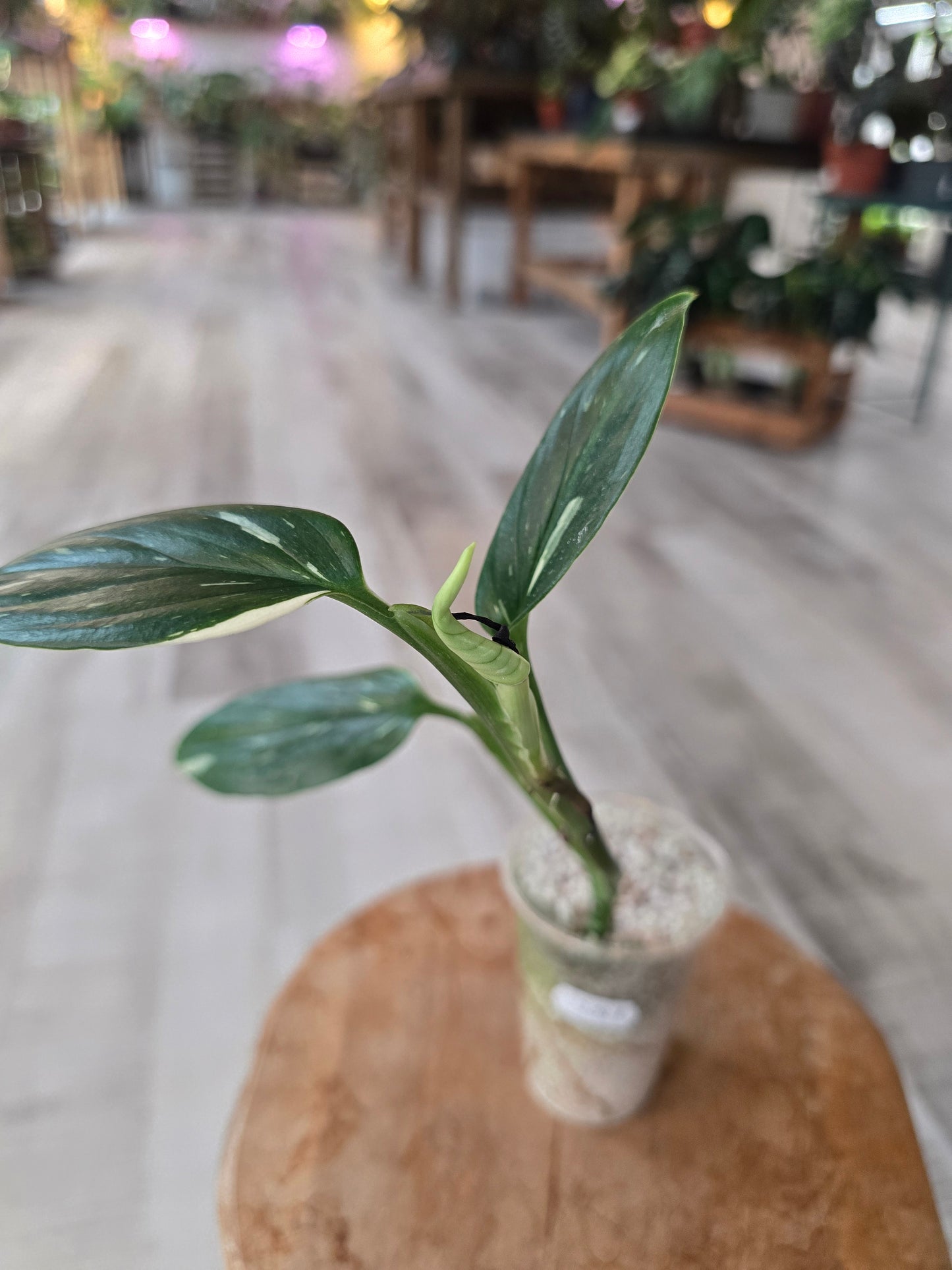 Monstera standleyana (Philodendron Cobra) (RC)