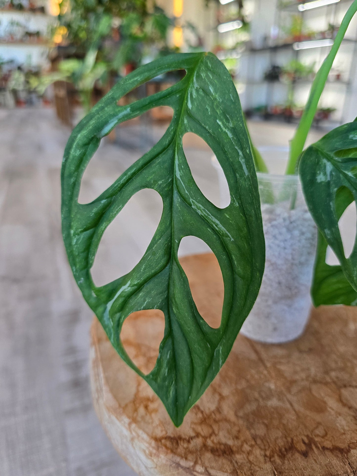 Monstera adansonii Indonesian Marble (JP1)