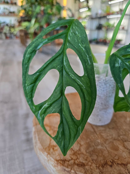 Monstera adansonii Indonesian Marble (JP1)
