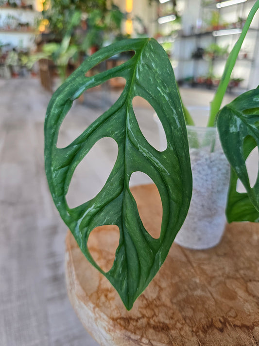 Monstera adansonii indonesian marble (JP1)