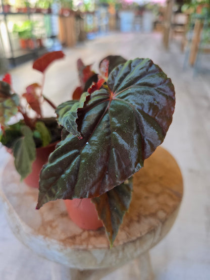 Begonia sp. Black Blood