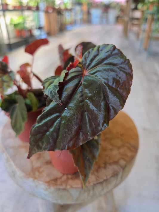 Begonia sp Black Blood