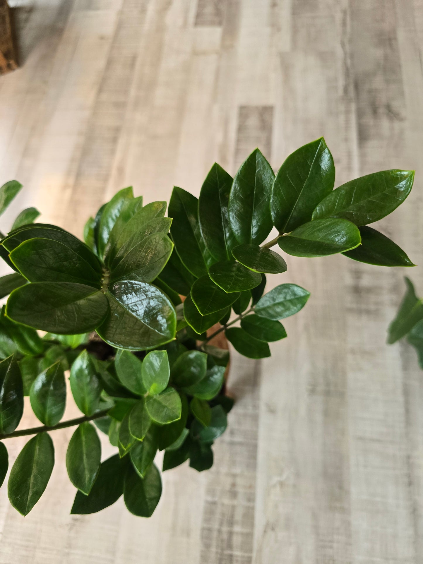 Zamioculcas zamiifolia