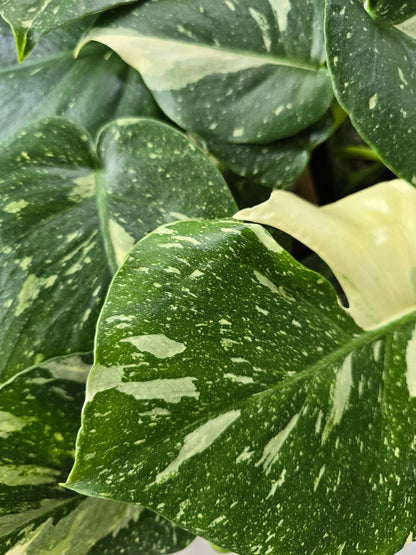 Monstera Thai Constellation