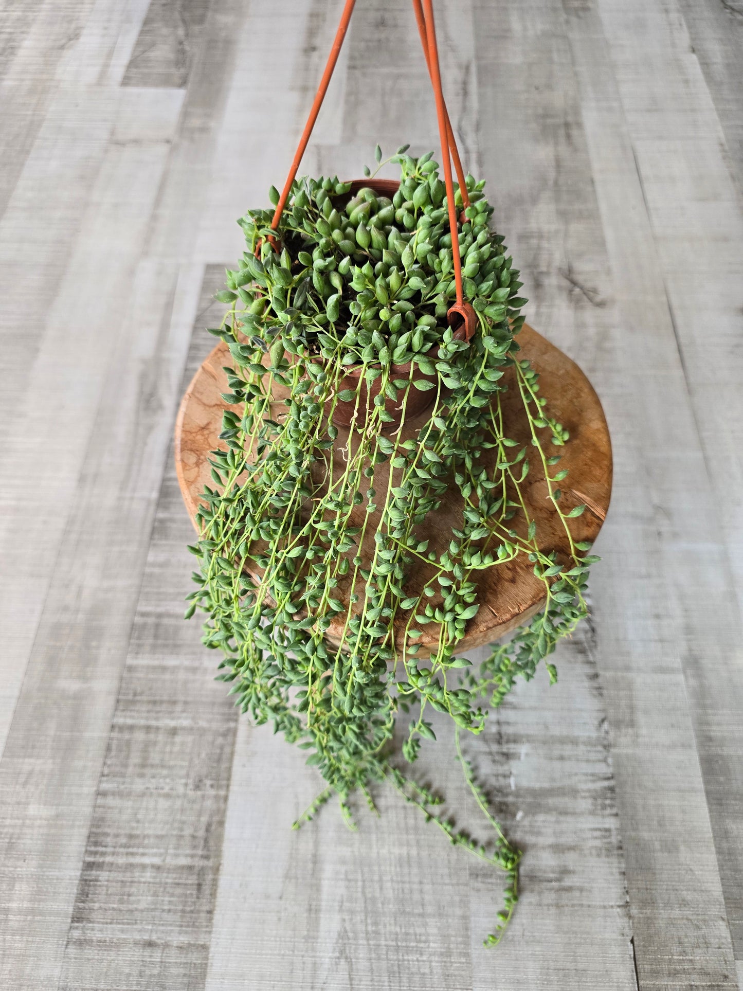 Senecio herreianus - Tränenschnur