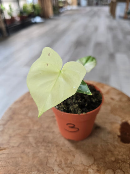 Thaumatophyllum African Fantasy (Philodendron Angela)