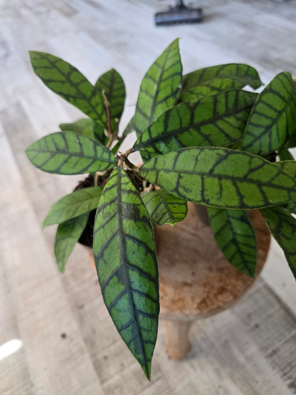 Hoya callistophylla