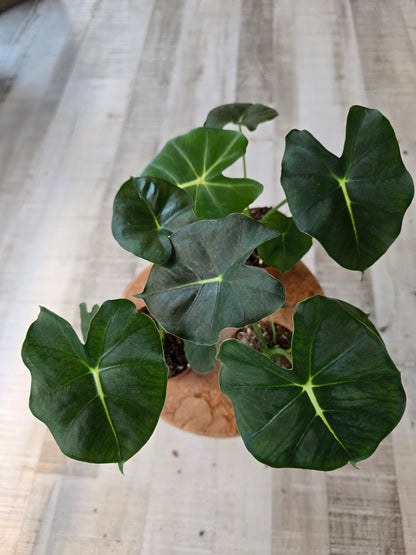 Alocasia micholitziana Round Form