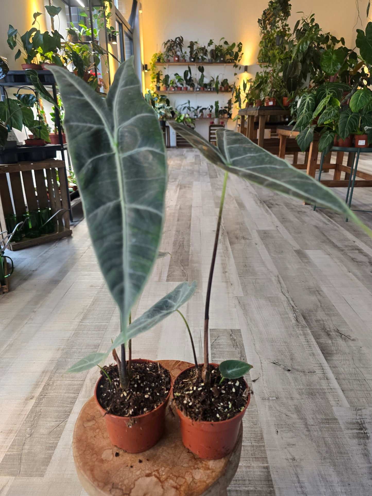 Alocasia Longiloba 'silver'