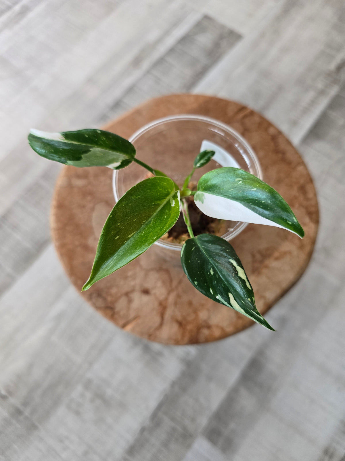 Philodendron White Princess (JP)