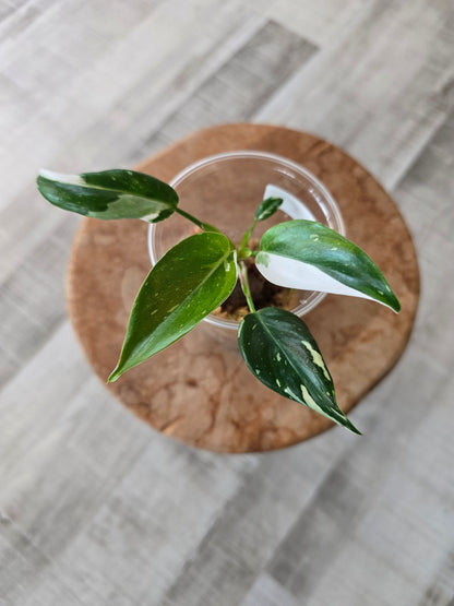 Philodendron White Princess (JP)