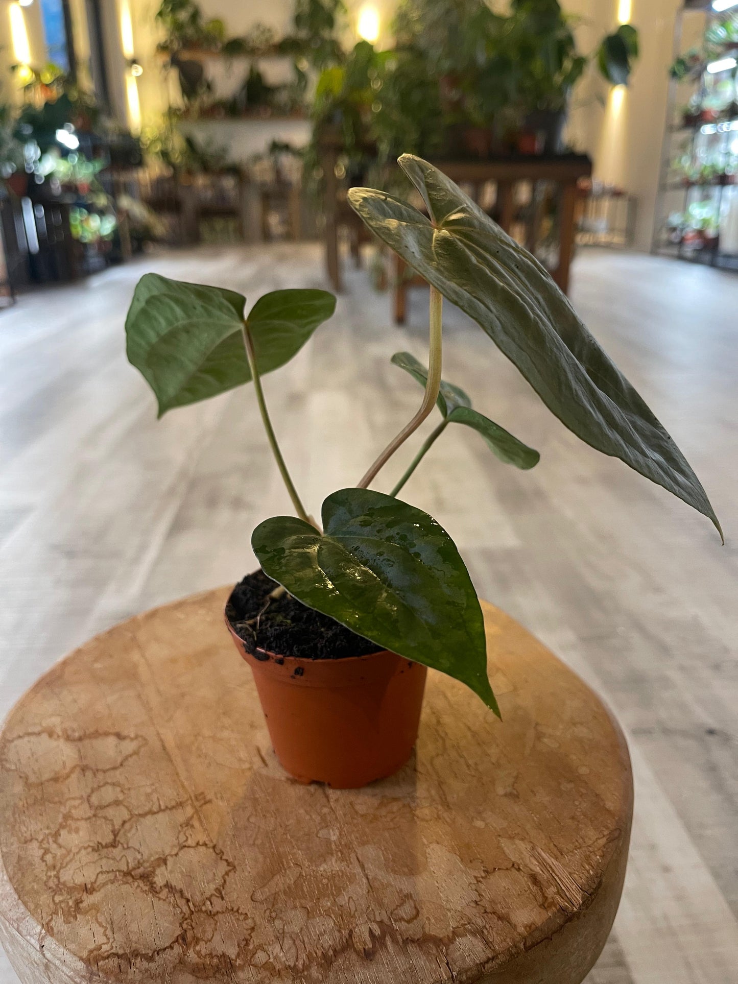 Anthurium papillilaminum x Dressleri (S2)