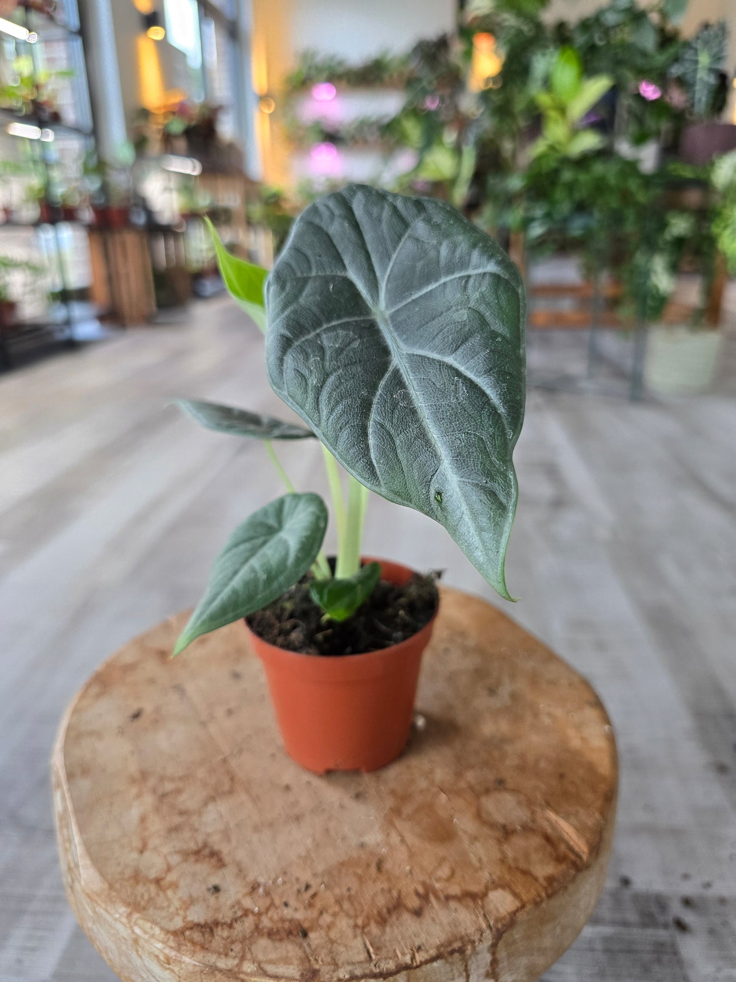 Alocasia Maharani