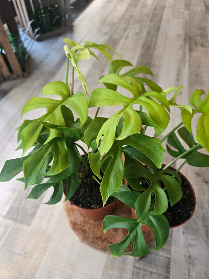 Rhaphidophora tetrasperma 'GoldRush'