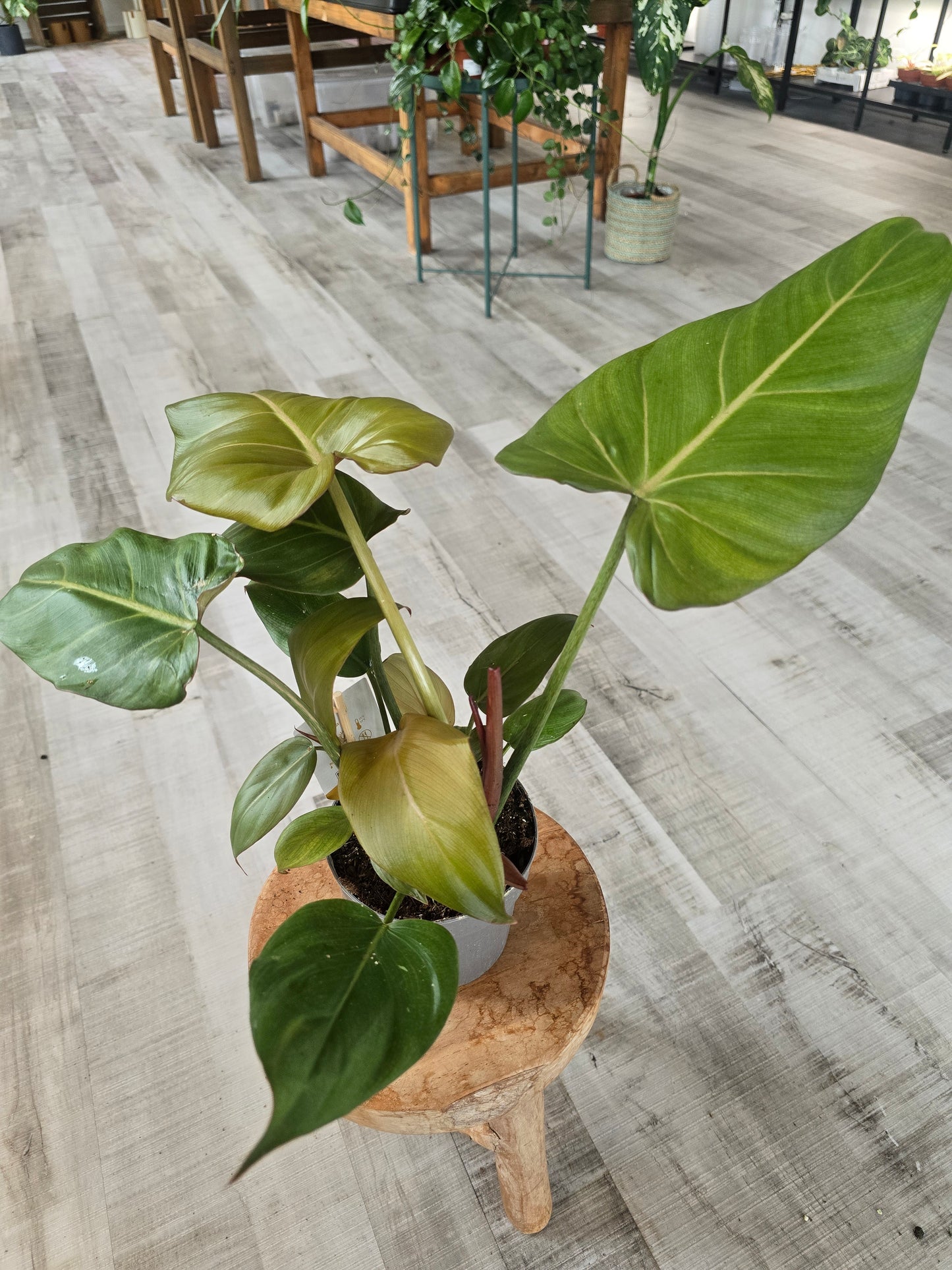 Philodendron 'Summer Glory'