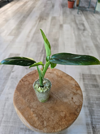Monstera standleyana (Philodendron Cobra) (RC)