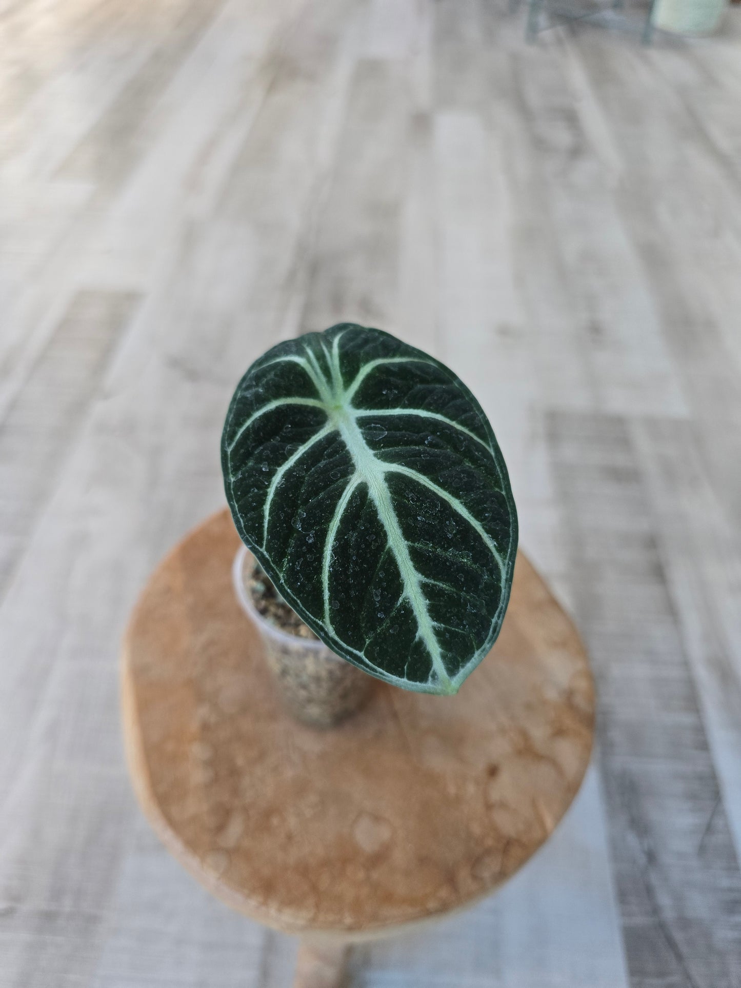 Alocasia Ninja (JP)