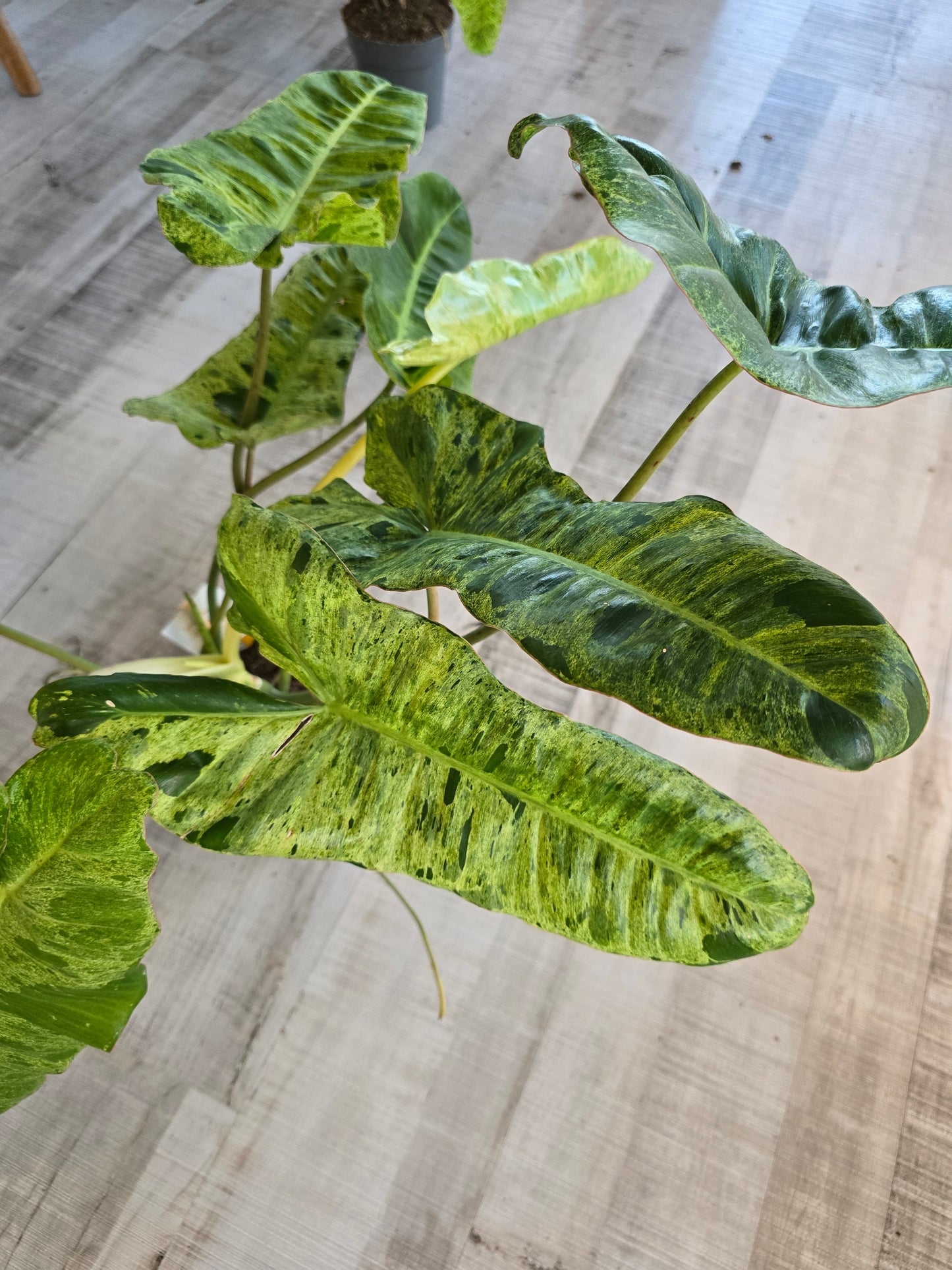 Philodendron Paraiso Verde XL