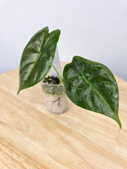 Alocasia Golden Bone (JP)