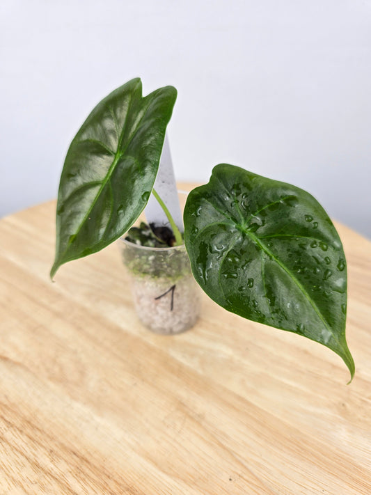 Alocasia Golden Bone (JP)