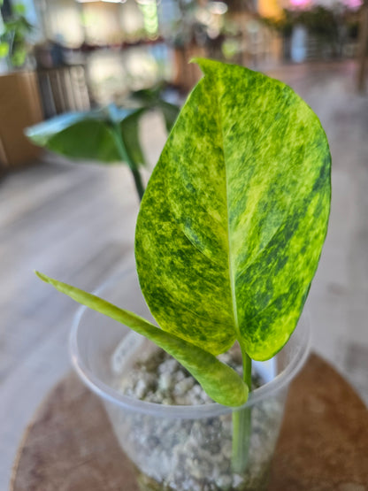 Epipremnum Pinnatum Cintho Goldfinger (RC)