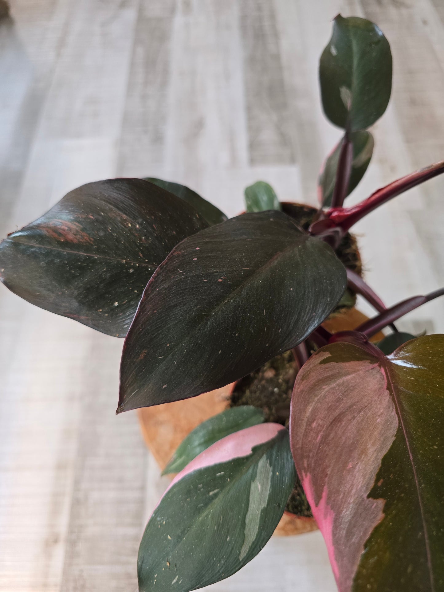 Philodendron Pink Princess