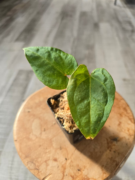 Anthurium X-one x Red Spider x Forgetti x AOS (LS 2)