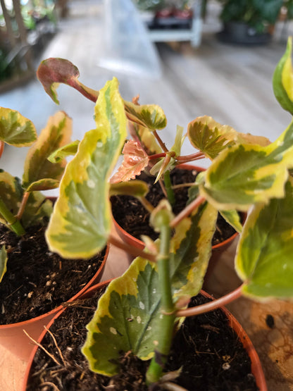 Begonia Dainty Spray Sport var