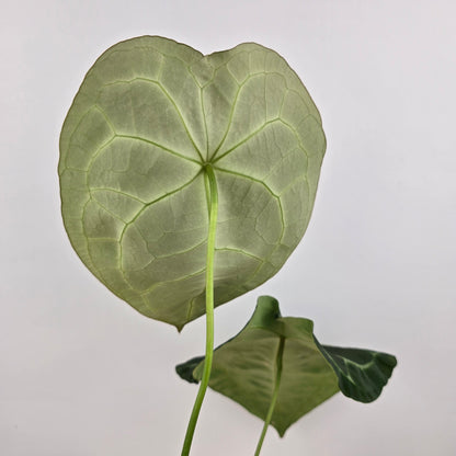 Anthurium forgetii x nigrolaminum gigi