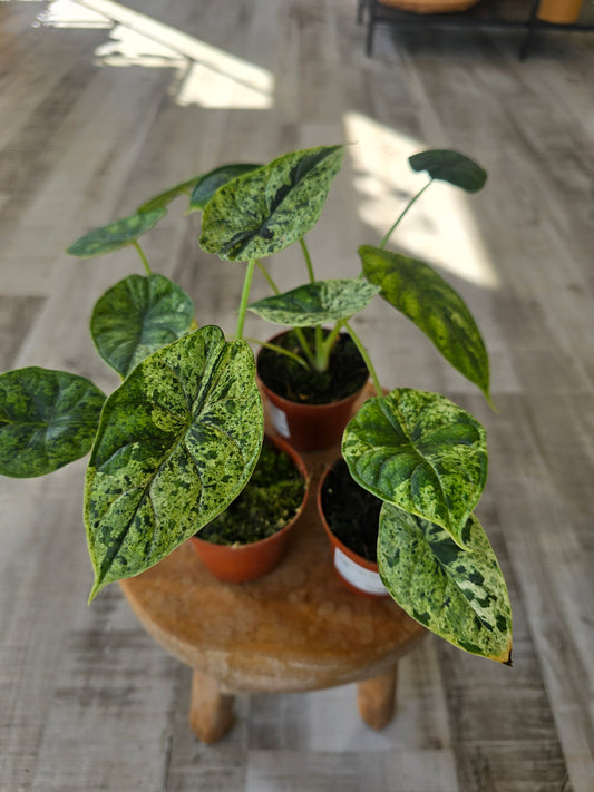 Alocasia 'Dragon Scale Mint Variegata'