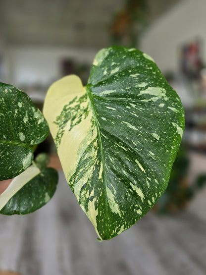 Monstera Thai Constellation