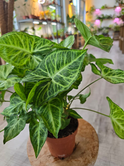 Syngonium Podophyllum 'Arrow'