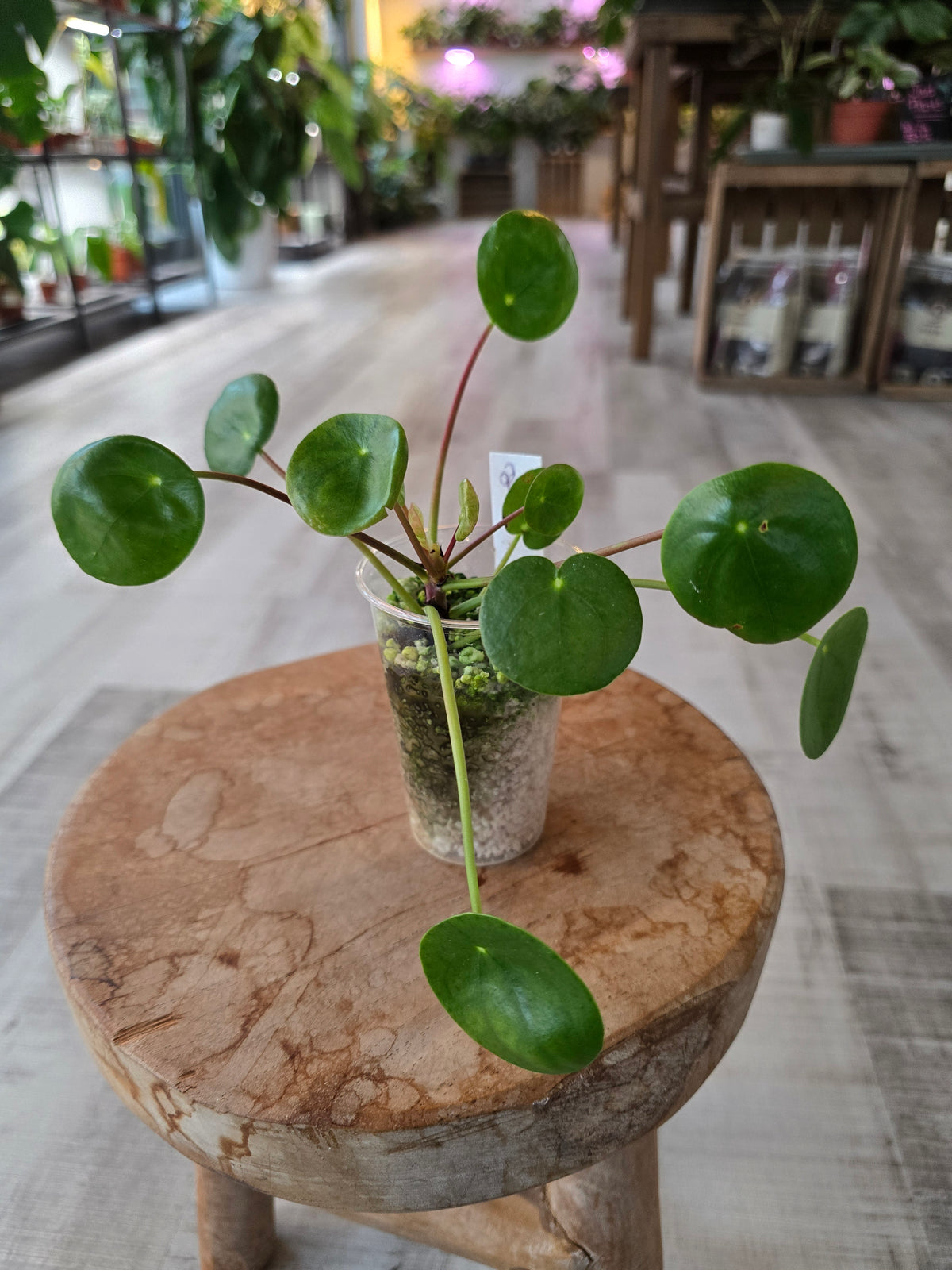 Pilea peperomioides (JP)