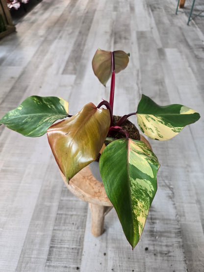Philodendron Strawberry Shake (4)