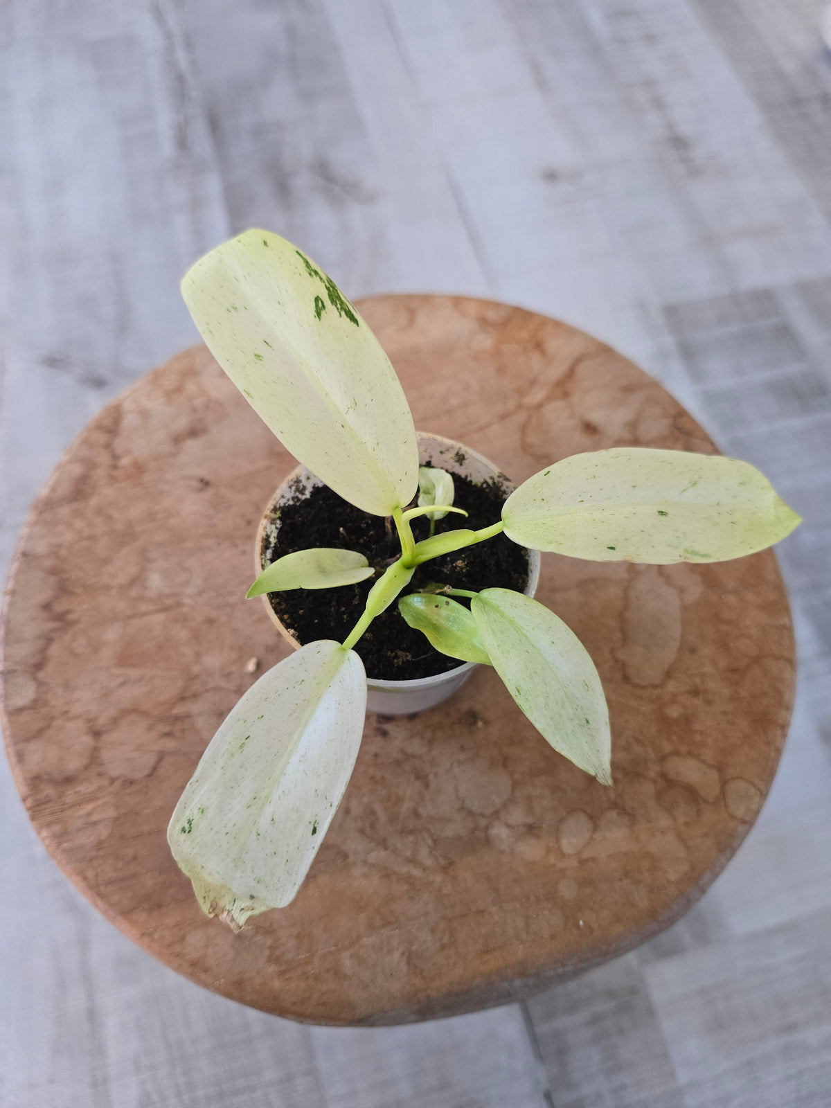 Philodendron Whipple Way