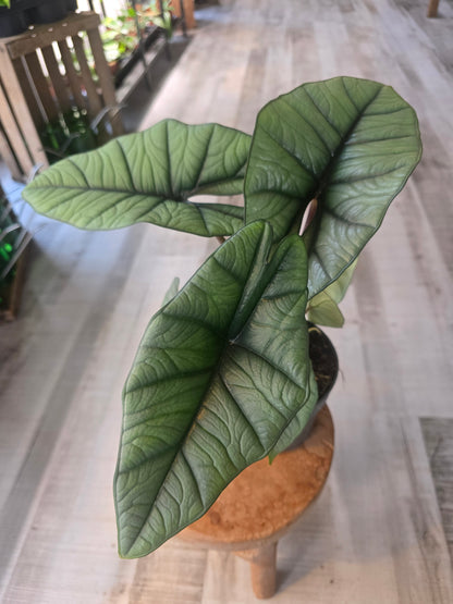 Alocasia Platinum