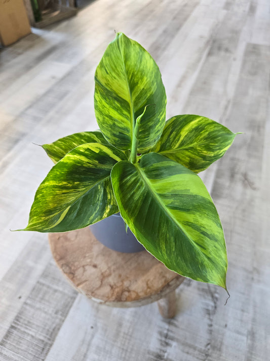 Musa Aurea
