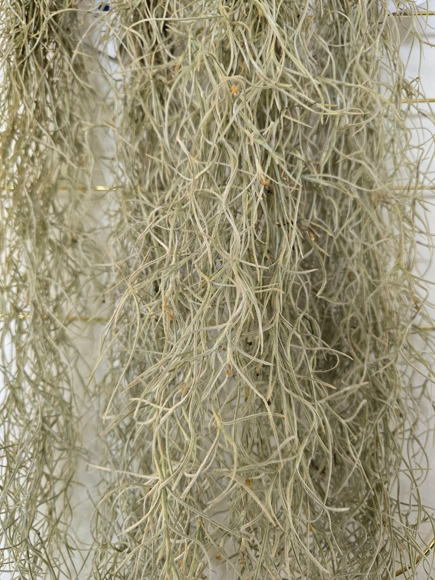 Tillandsia usneoides (Spanish Moss)