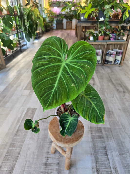Philodendron El Choco Red